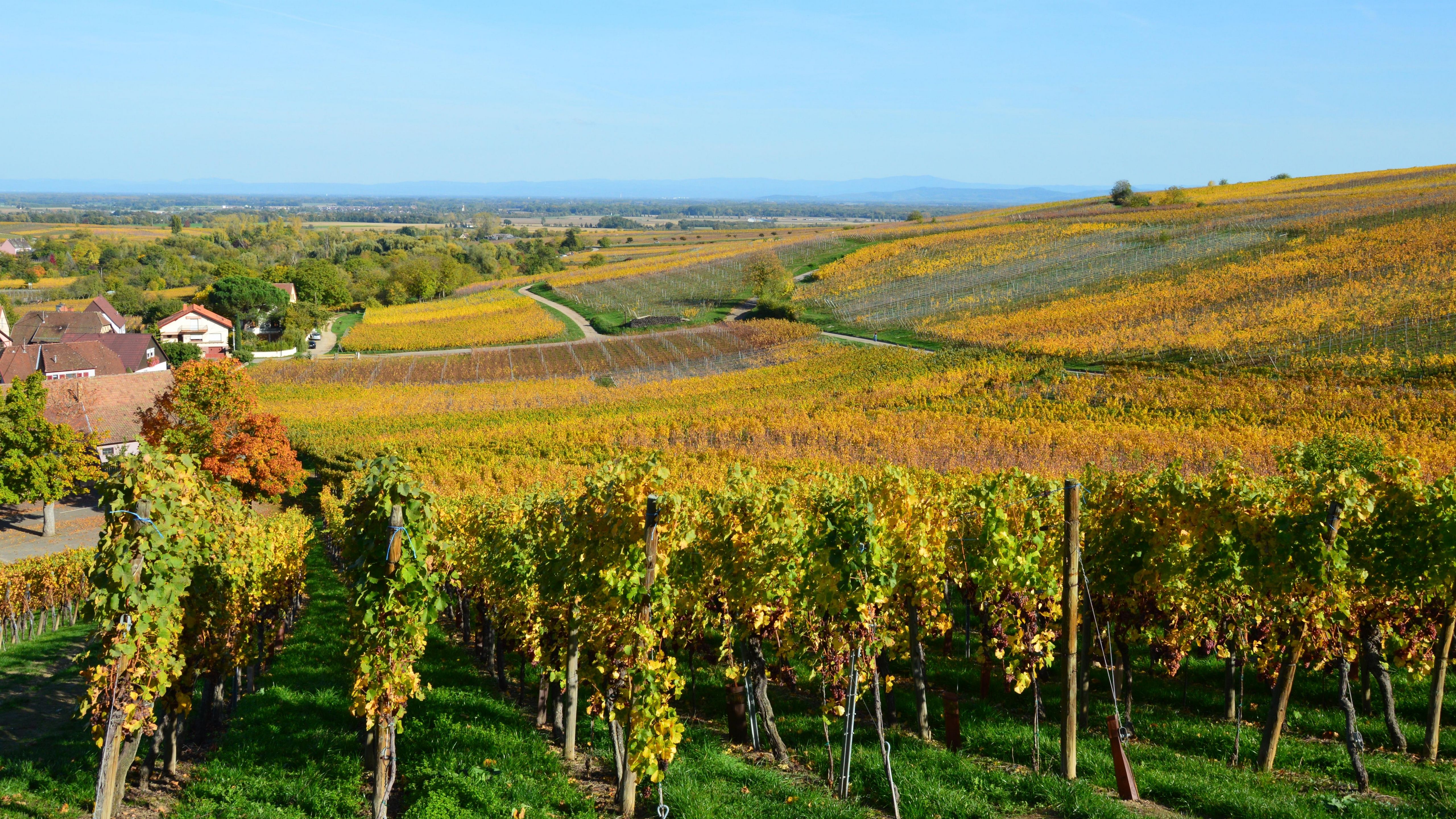 Colline verdi e vigneti della campagna calabrese sotto un cielo azzurro