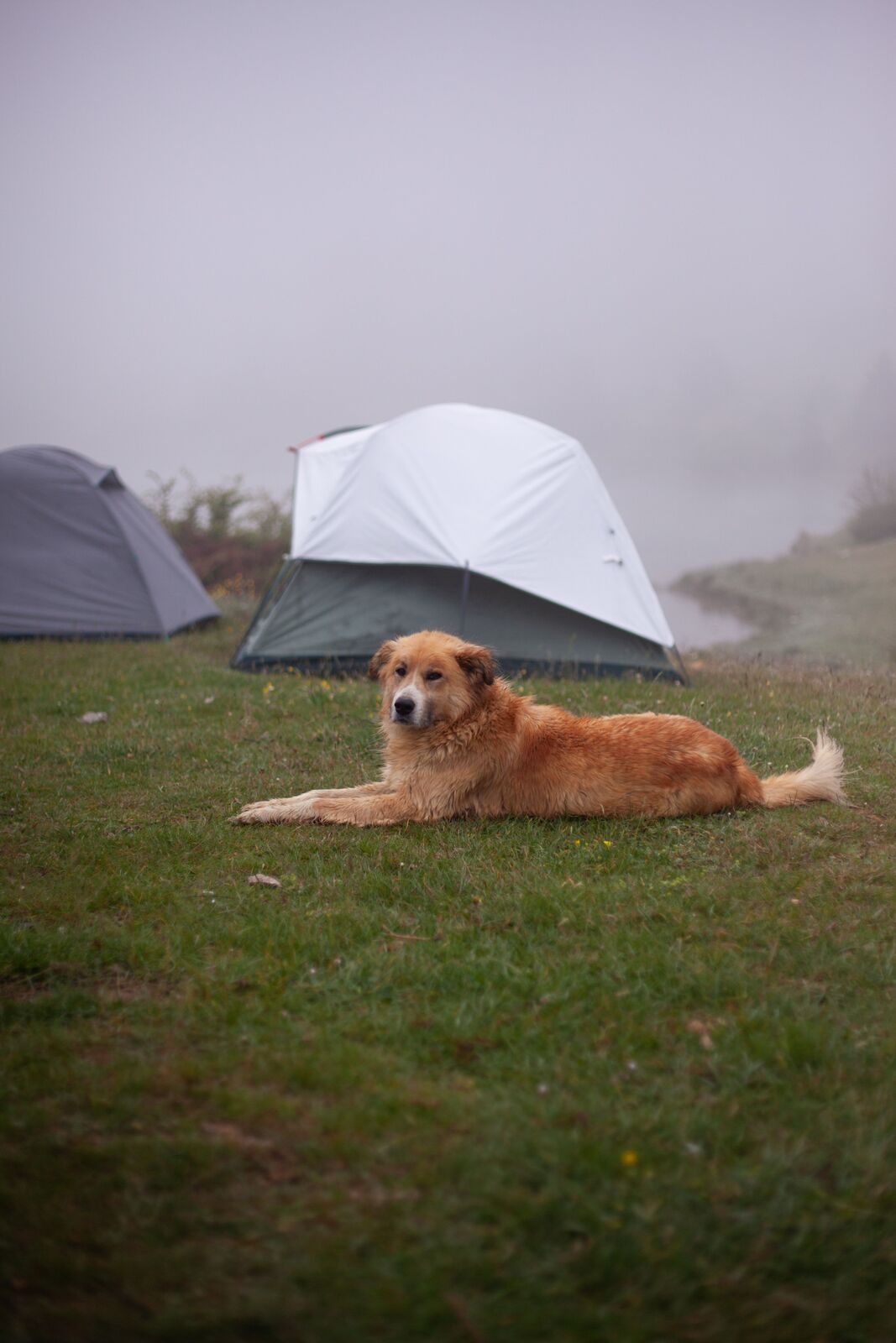 Cane sdraiato nel prato davanti a una tenda da campeggio