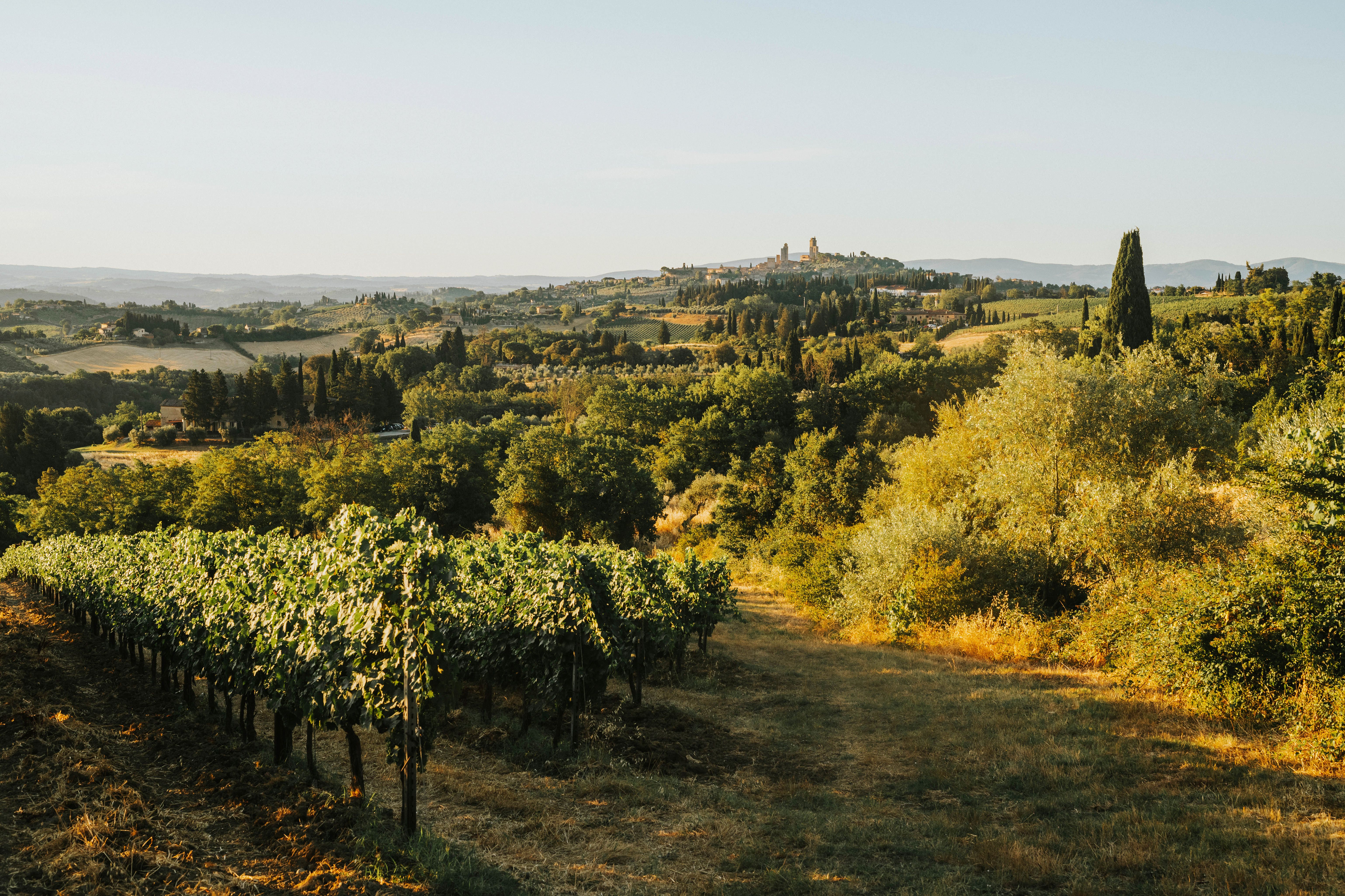 Colline terrazzate con uliveti e vigneti e un borgo medievale sullo sfondo